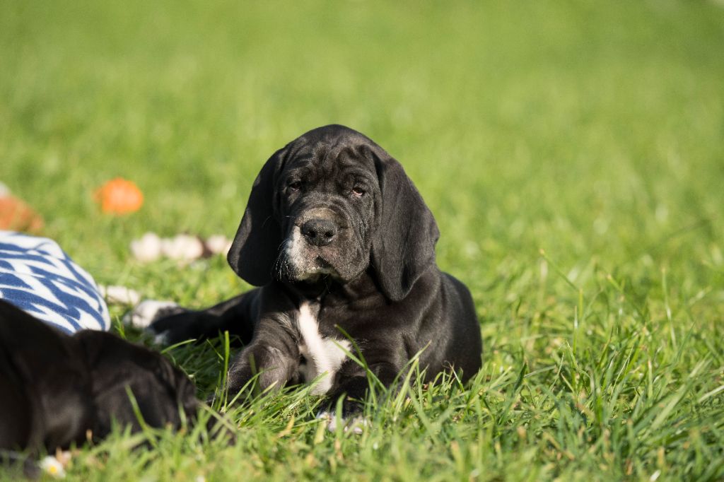 Les Terres De Sinaï - Chiots disponibles - Dogue allemand