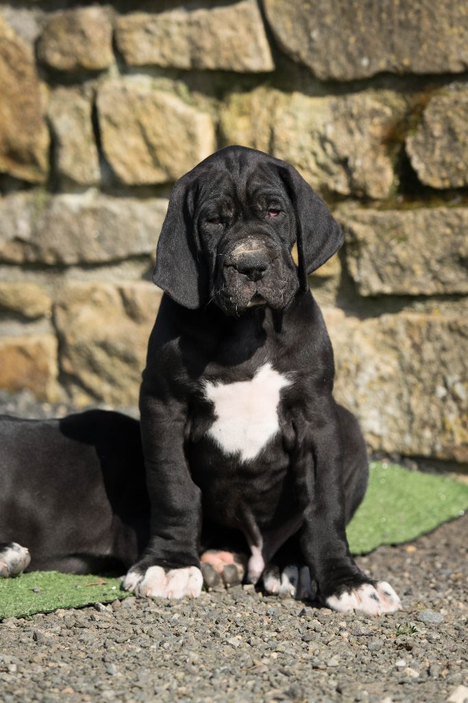 Les Terres De Sinaï - Chiots disponibles - Dogue allemand