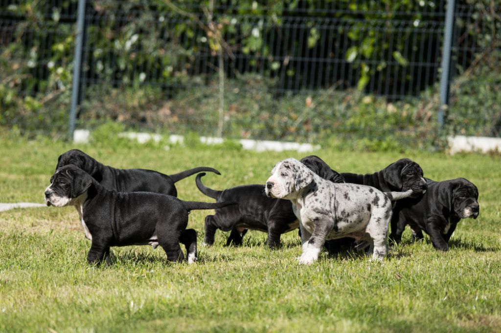 Chiot Dogue allemand Les Terres De Sinaï